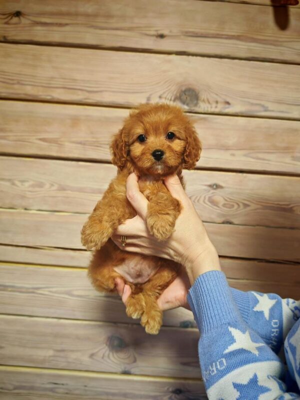 Maltipoo-Luna - Image 2