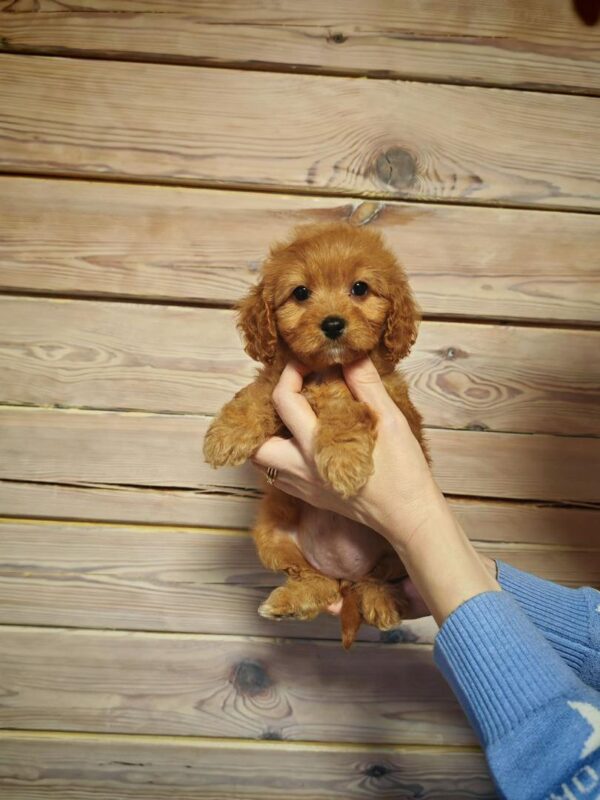 Maltipoo-Luna - Image 3