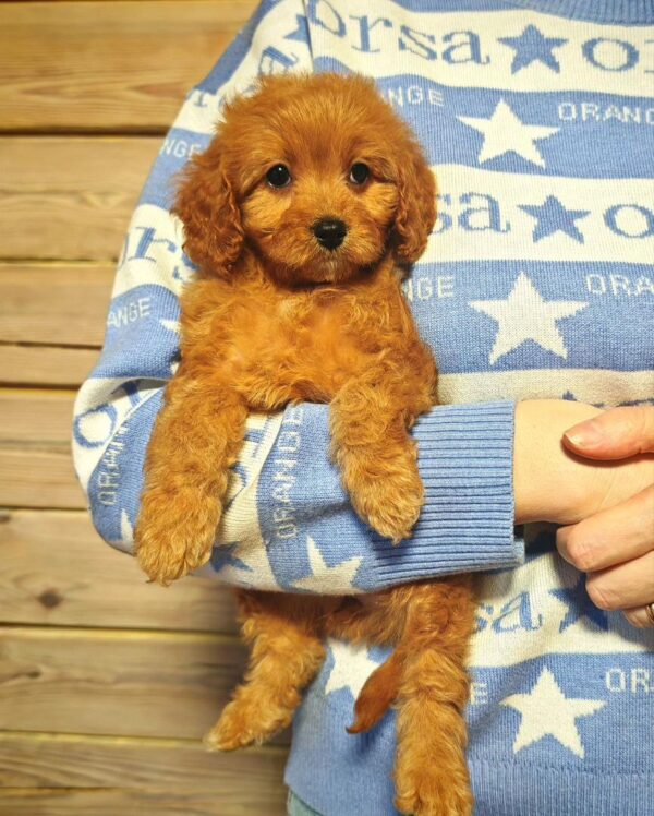 Maltipoo-Luna - Image 4