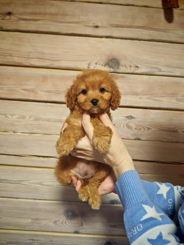 Maltipoo-Luna - Image 5