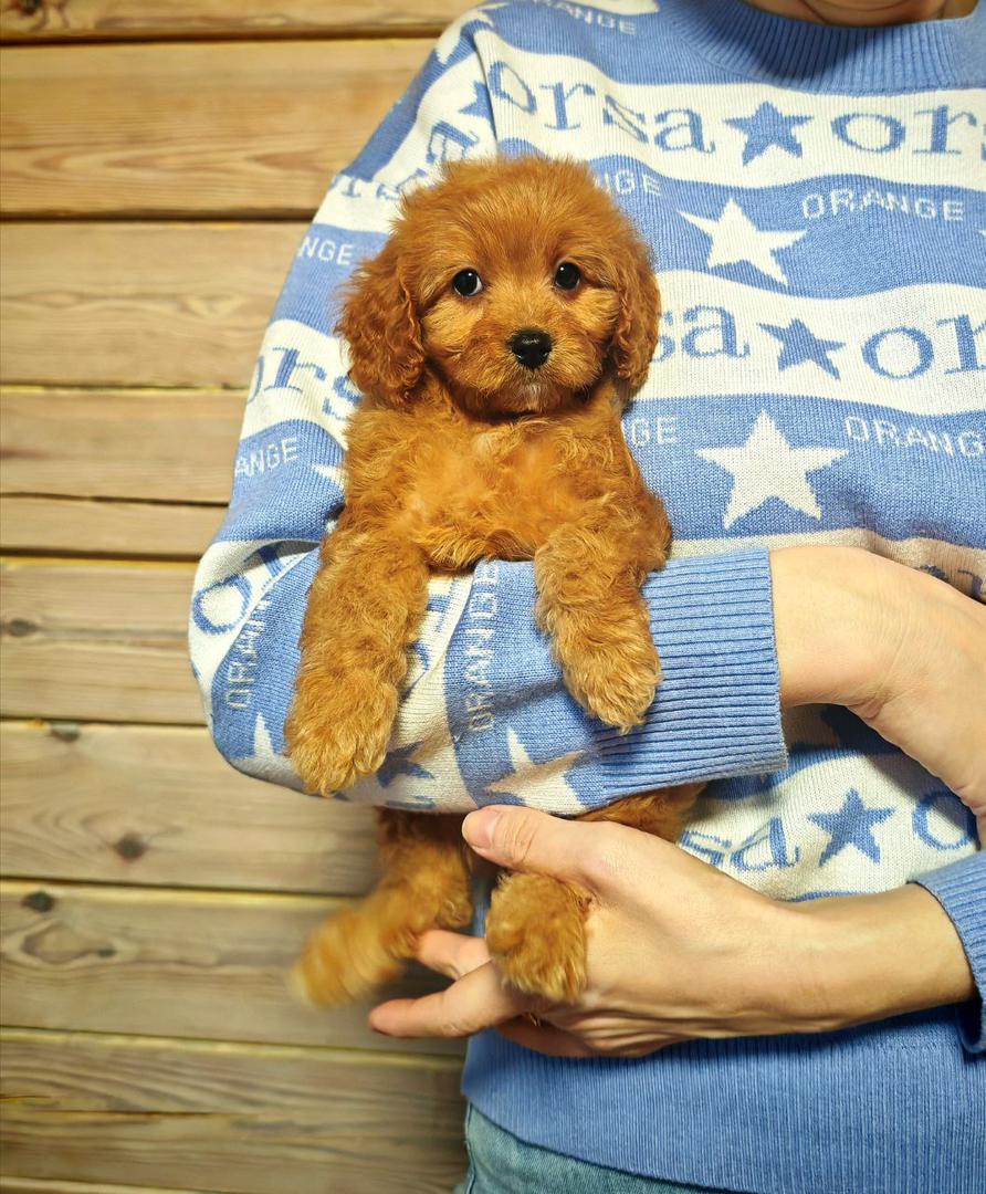 Maltipoo-Luna