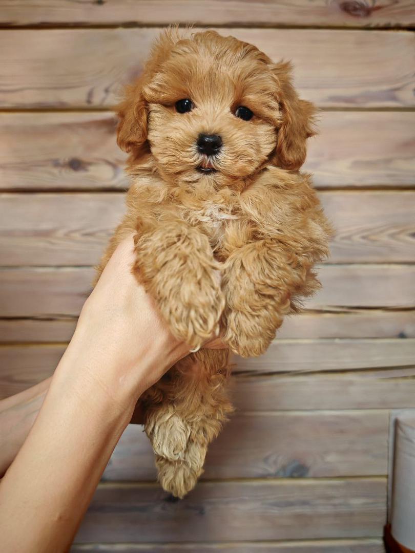 Maltipoo-Duncan