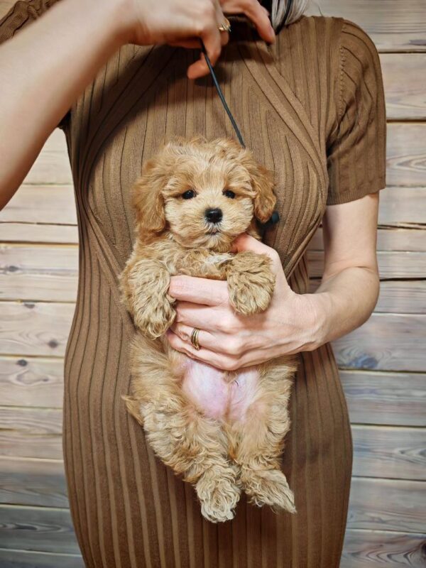 Maltipoo-Duncan - Image 2