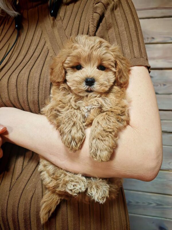 Maltipoo-Duncan - Image 3
