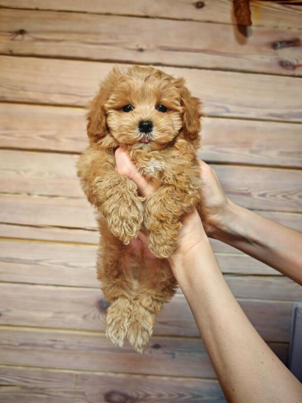 Maltipoo-Duncan - Image 4