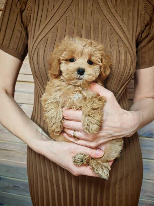 Maltipoo-Duncan - Image 5