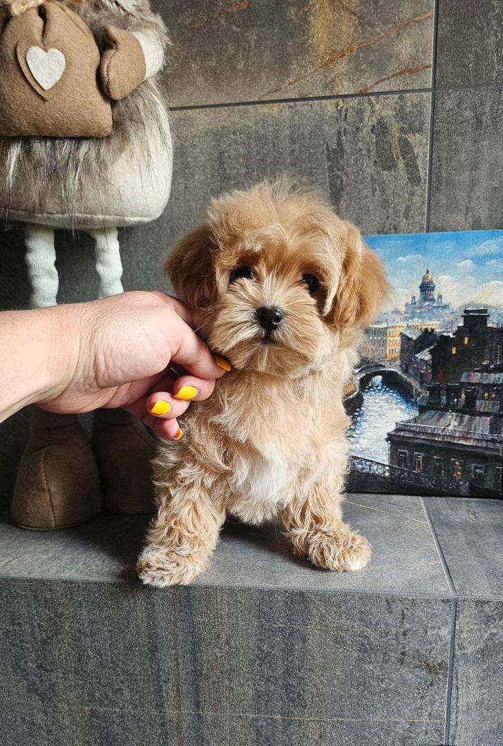 Maltipoo-Lilly