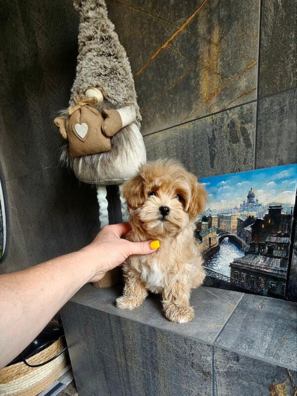 Maltipoo-Lilly - Image 2