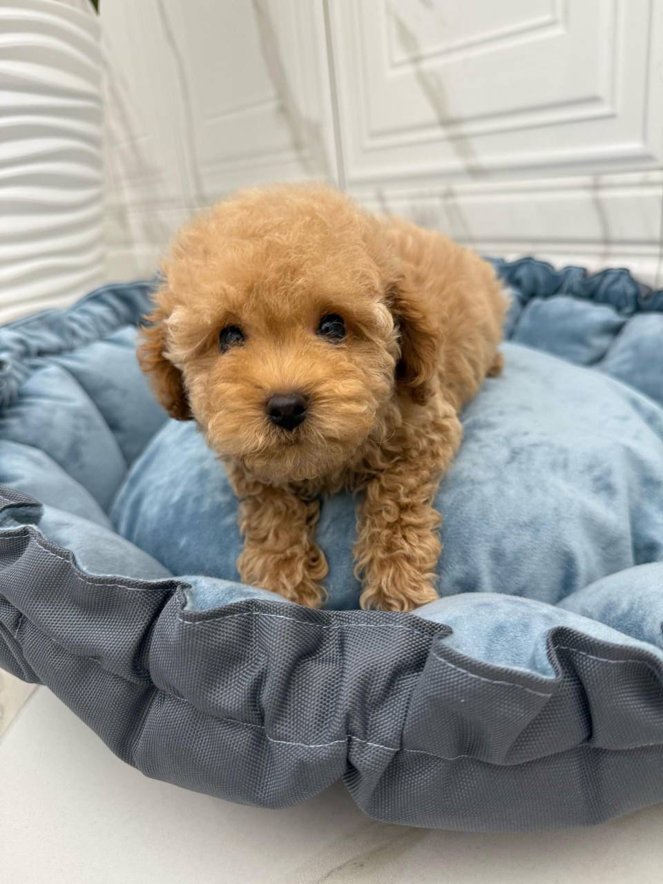 Maltipoo-Sky