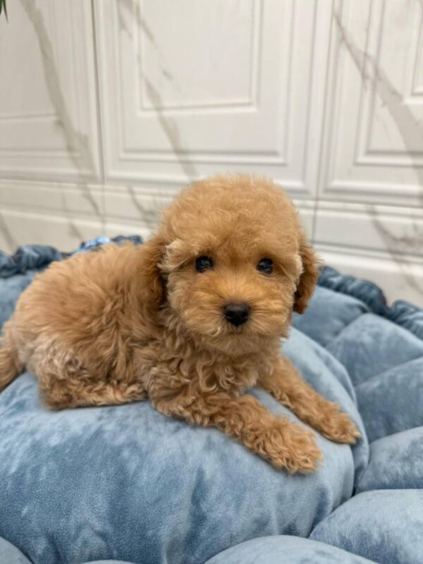 Maltipoo-Sky - Image 2
