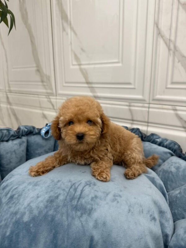 Maltipoo-Sky - Image 3