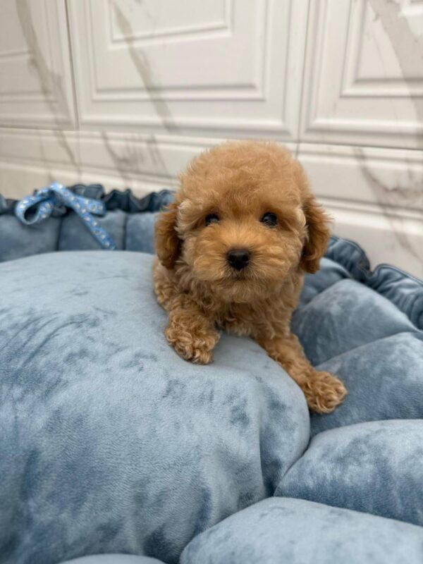 Maltipoo-Sky - Image 4
