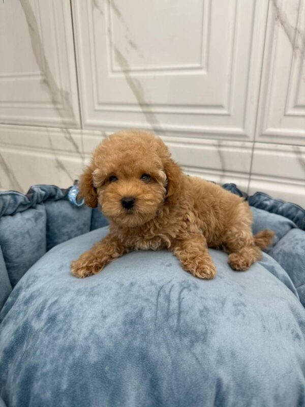 Maltipoo-Sky - Image 5