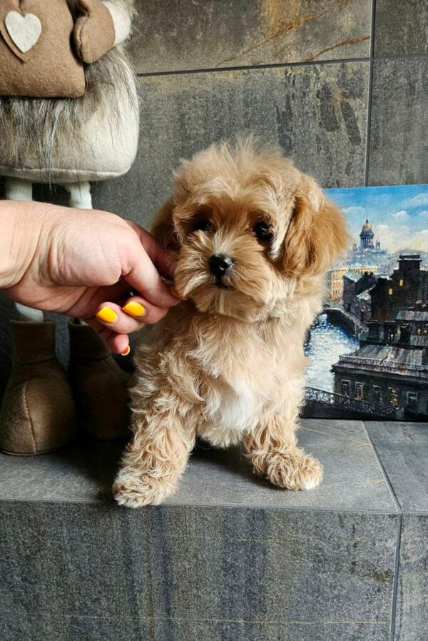 Maltipoo-Lilly - Image 4