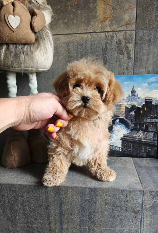 Maltipoo-Lilly - Image 3