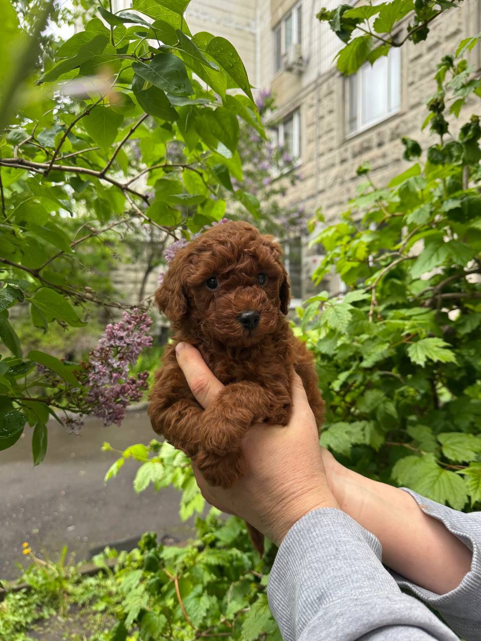 Nala