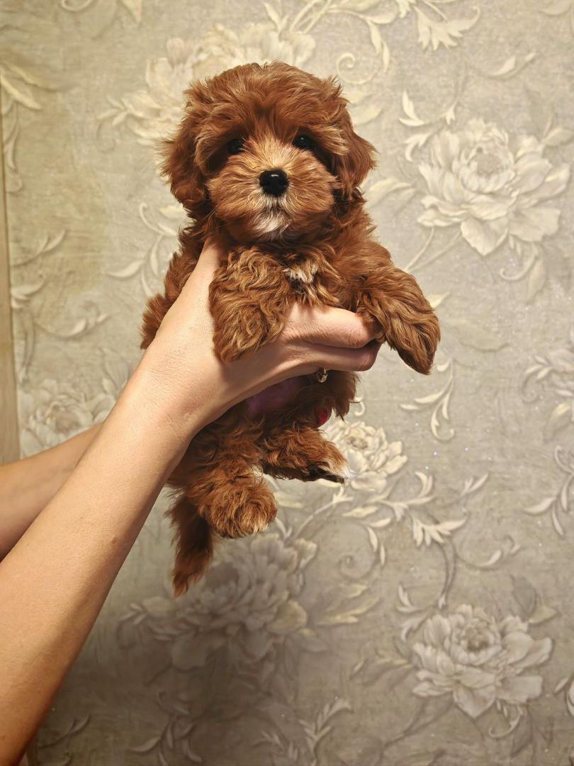 Maltipoo-Ellie