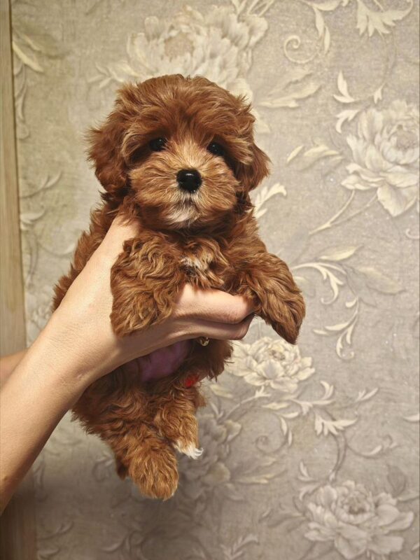 Maltipoo-Ellie - Image 2