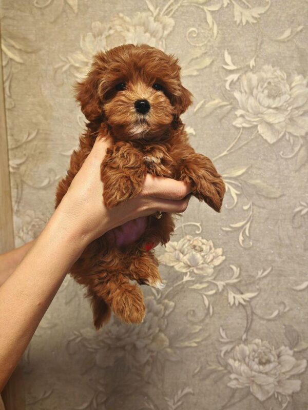 Maltipoo-Ellie - Image 3