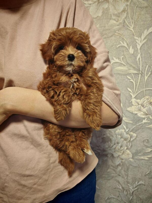 Maltipoo-Ellie - Image 4