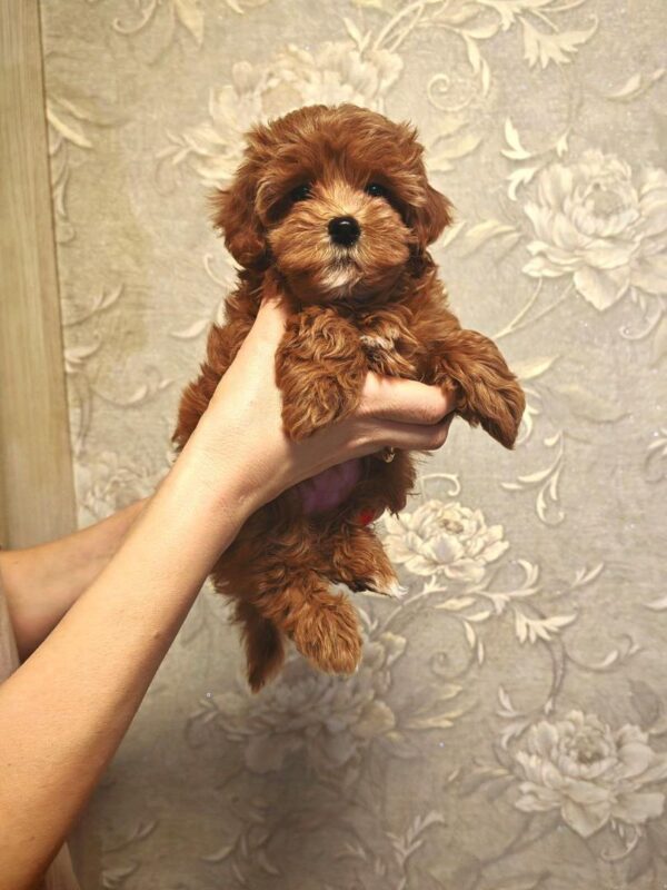 Maltipoo-Ellie - Image 5