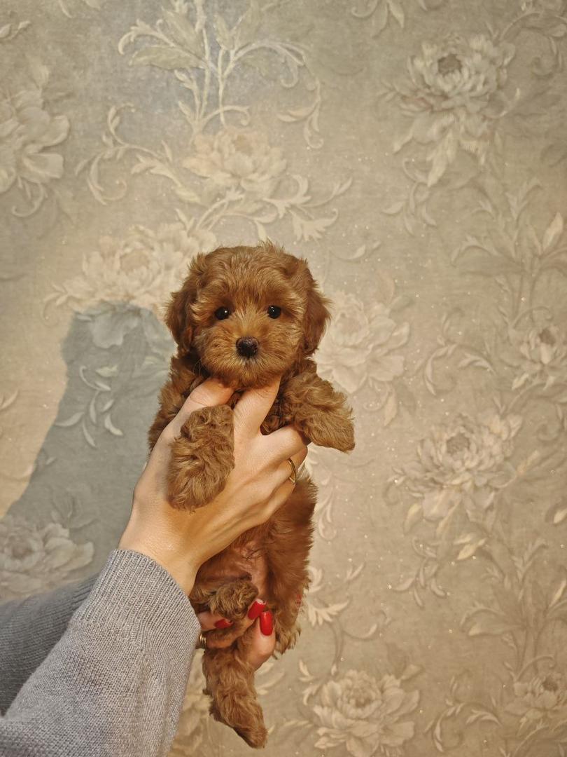 Maltipoo-Archie
