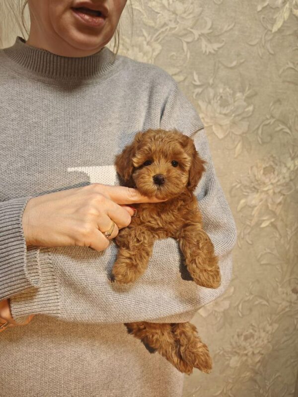 Maltipoo-Archie - Image 3