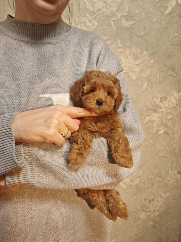 Maltipoo-Archie - Image 4