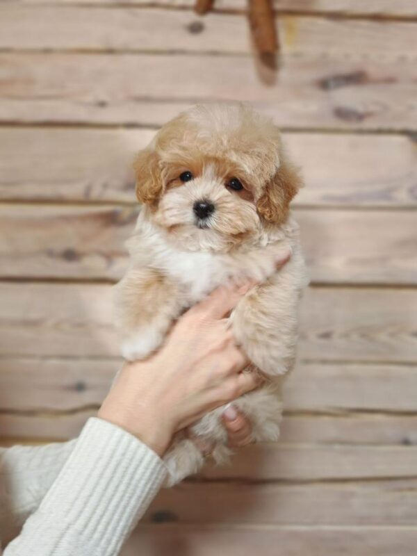 Maltipoo-Henry - Image 2