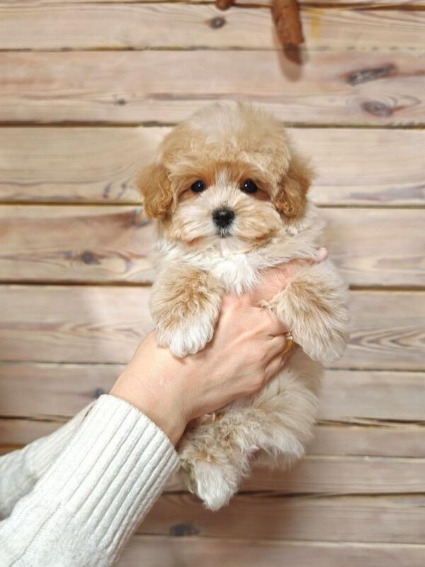 Maltipoo-Henry - Image 3