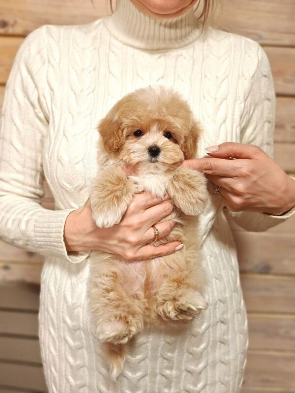 Maltipoo-Henry - Image 4