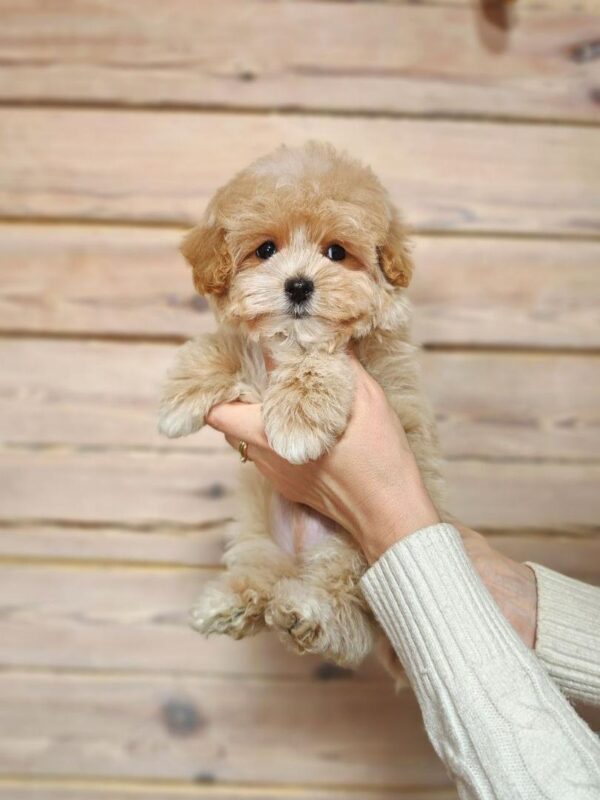Maltipoo-Henry - Image 5