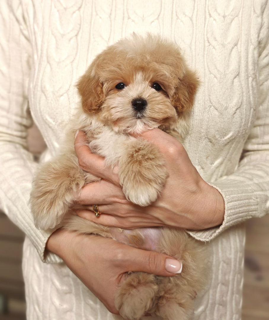 Maltipoo-Henry