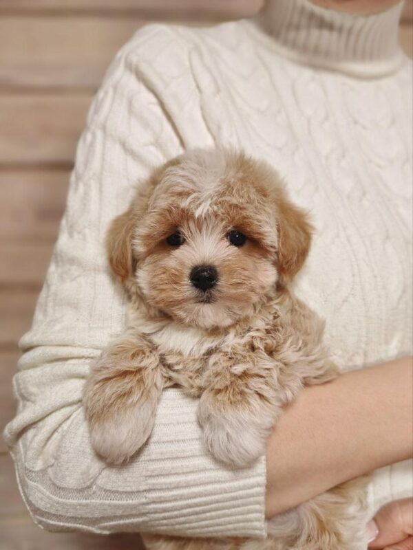 Maltipoo-Bella - Image 2