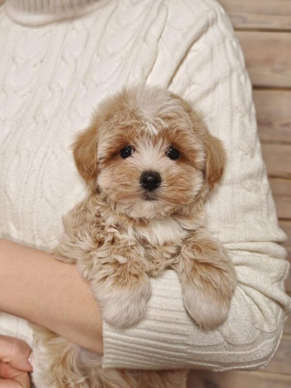 Maltipoo-Bella - Image 3
