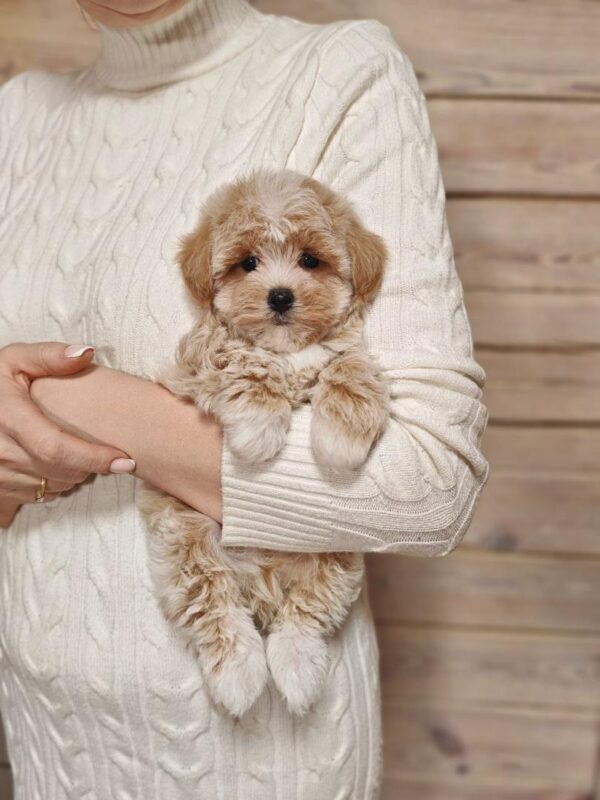 Maltipoo-Bella - Image 4