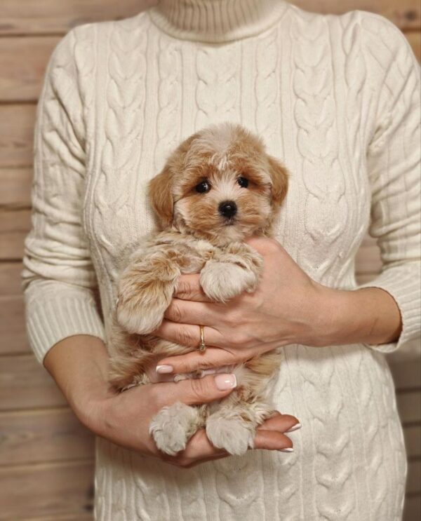 Maltipoo-Bella
