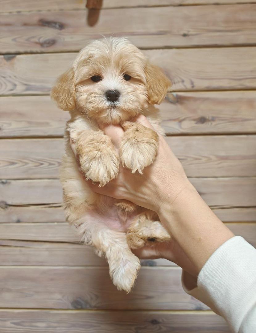 Maltipoo-Duke