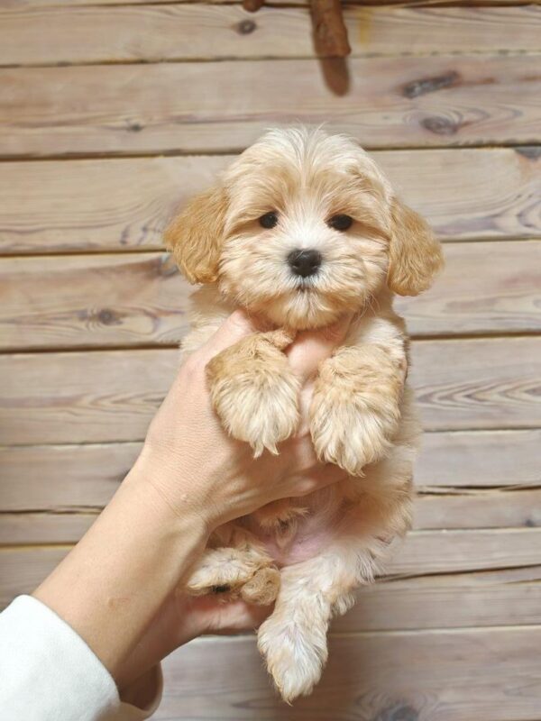 Maltipoo-Duke - Image 2