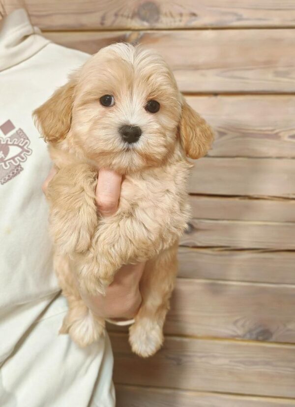 Maltipoo-Duke - Image 3