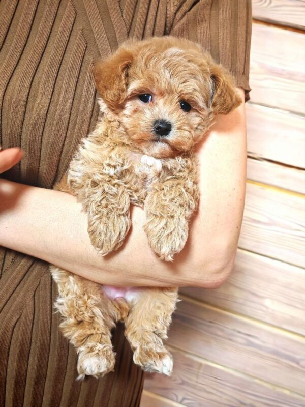 Maltipoo-Kobe - Image 2