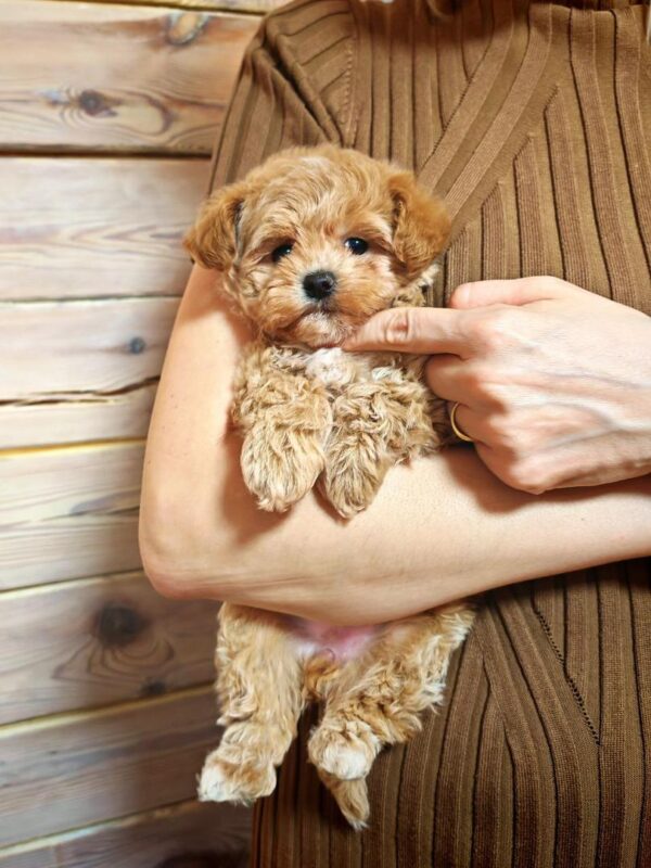 Maltipoo-Kobe