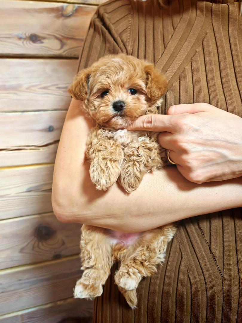 Maltipoo-Kobe