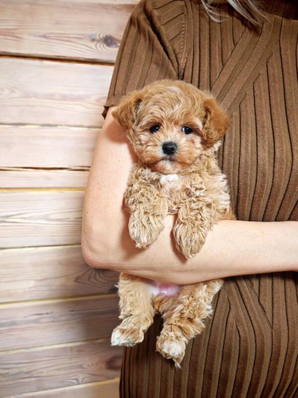 Maltipoo-Kobe - Image 3