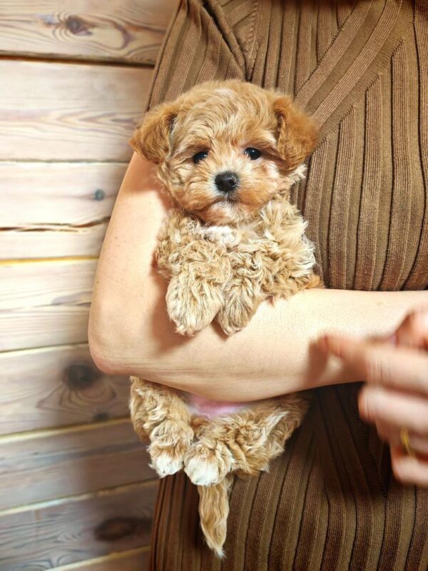 Maltipoo-Kobe - Image 4
