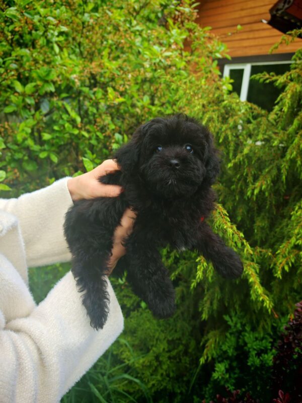 Bruno - Image 2