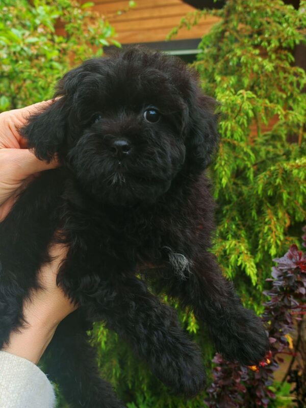 Bruno - Image 3