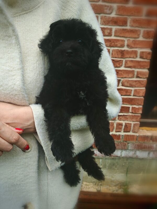 Bruno - Image 4