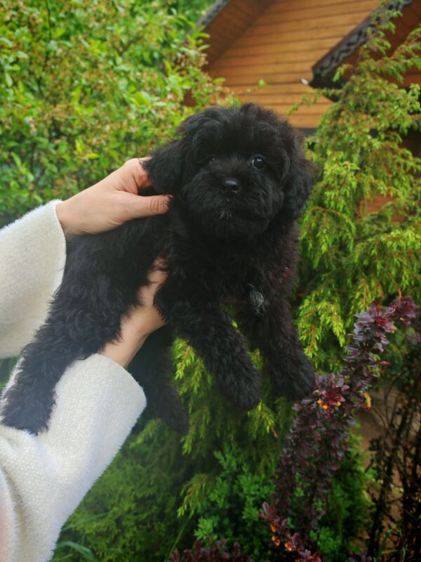 Bruno - Image 5